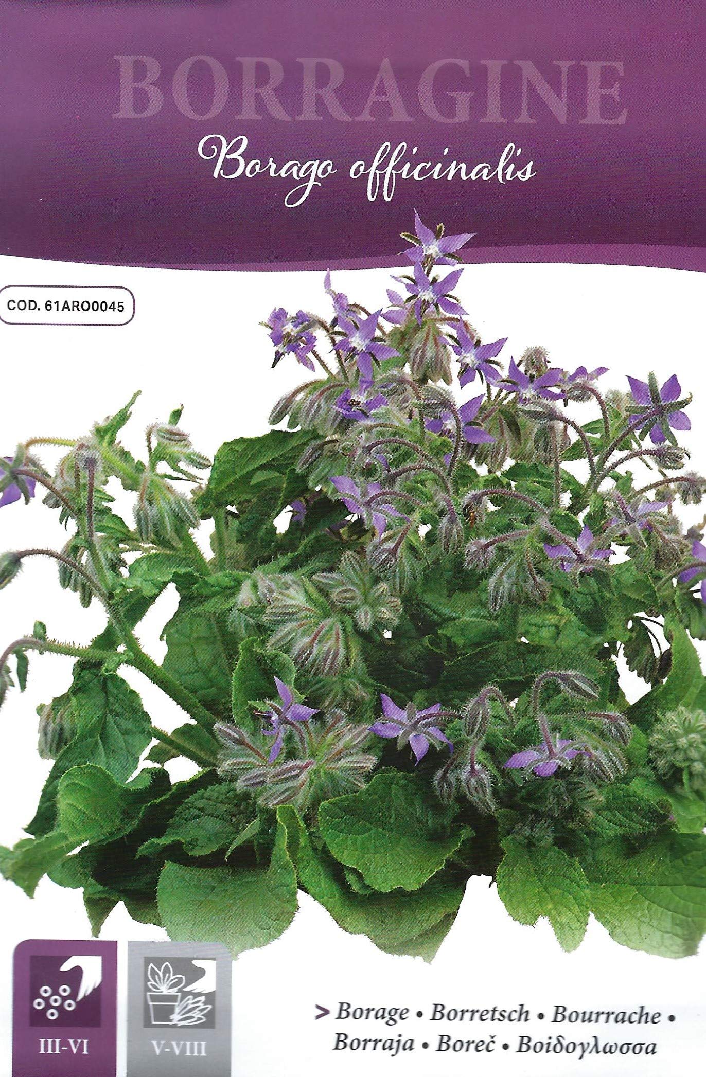 Borage - 1.5 Gram Approx 70 PICTORIAL Packet