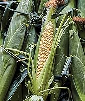 Vista 5 de Semillas de Maíz Dulce Peaches & Cream Burpee, 200 semillas