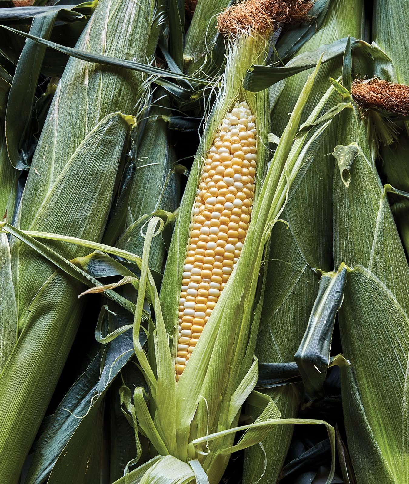 Burpee Ambrosia Sweet Corn Seeds – Tender Sweet Corn Seeds for Vegetable Garden Planting, 200 Seeds