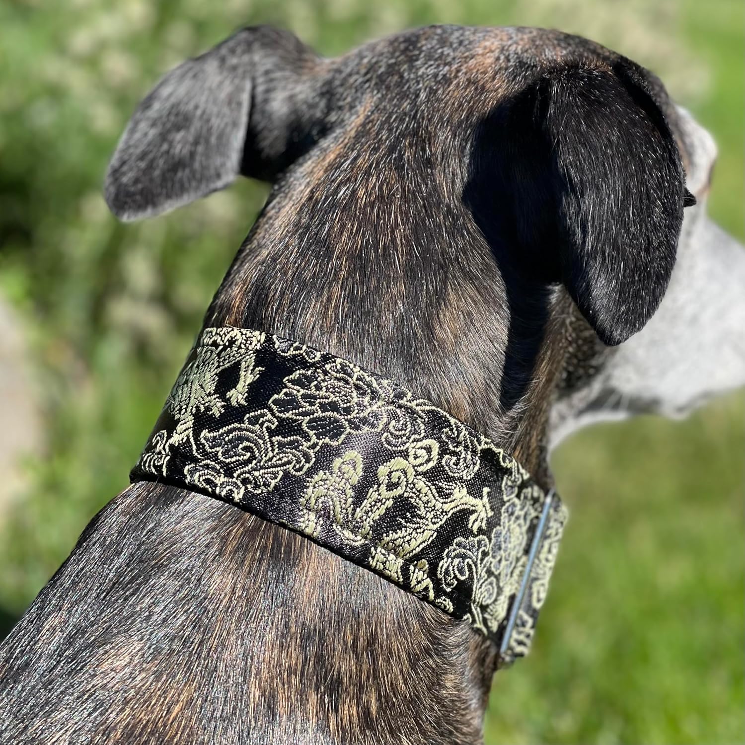 Extra Soft Martingale Dog Collar for Greyhound Saluki Whippet and Other Breeds with Similar Neck 2" Wide (M 11"-14")
