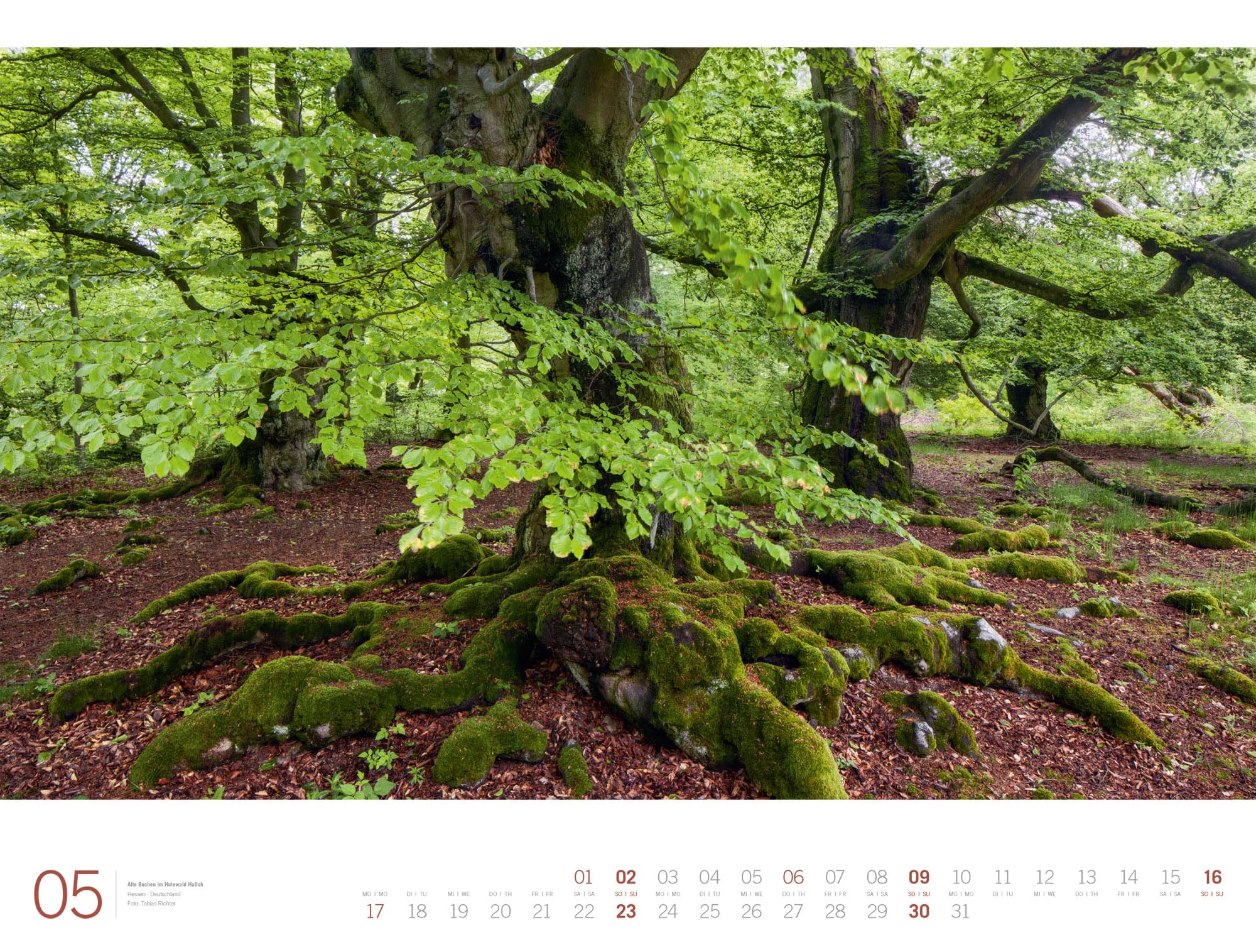 Wald Gallery Kalender 2027: Geschmackvoller Natur-Kalender im großen Querformat (66x50 cm) | Wälder und Bäume im Großformat