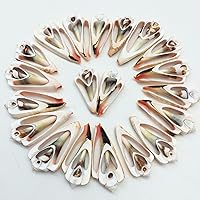 Vista 11 de PEPPERLONELY 20 piezas de conchas marinas mixtas de corte central, 2 pulgadas ~ 3 pulgadas