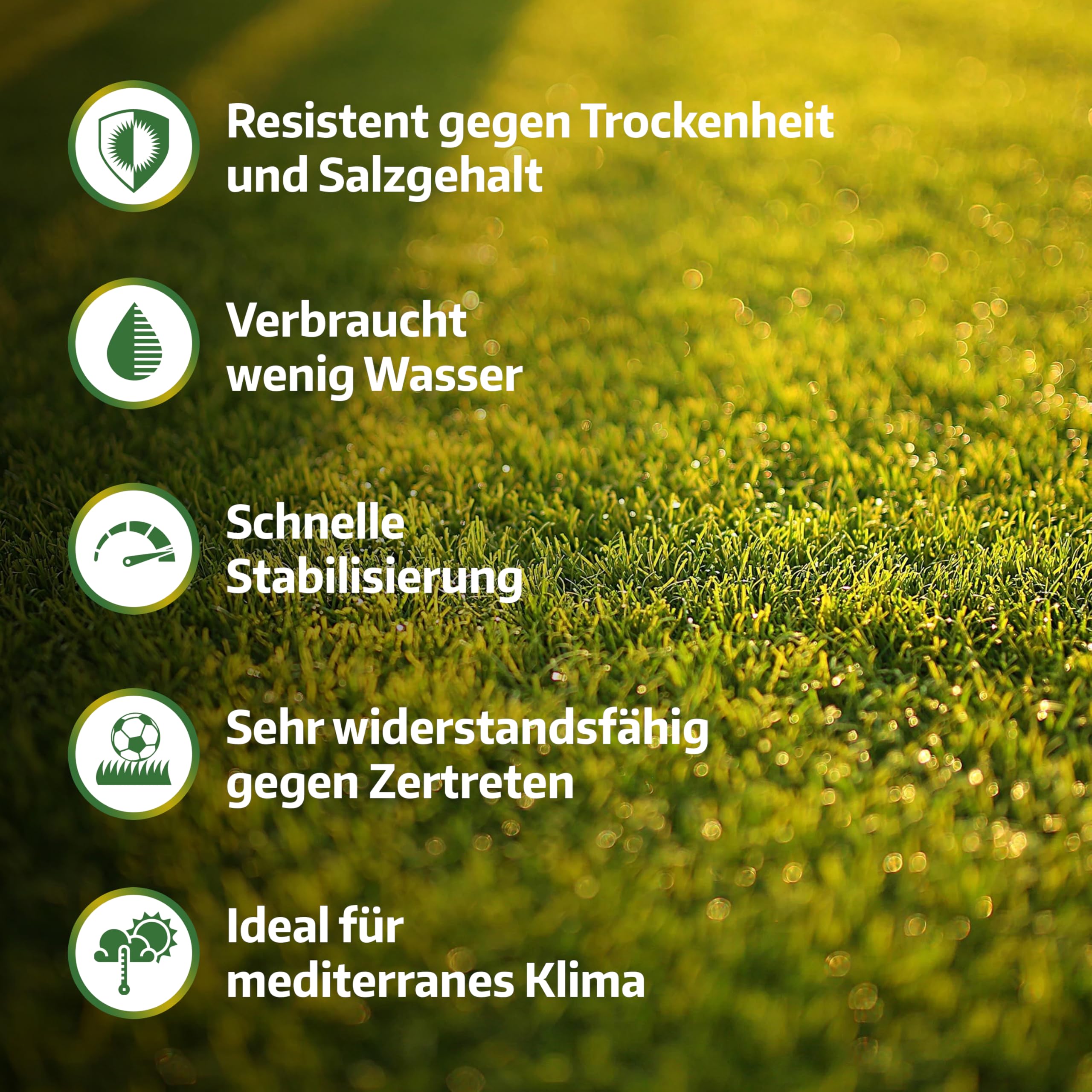 LERAVA Rasensamen Bermudagras (1 kg) - Für 100 m² - Extrem trittfest und trockenheitsresistent - Schnellwachsender Rasen für mediterrane und küstennahe Flächen - Spart bis zu 20% Wassera