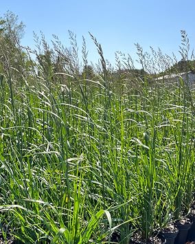Perennial Farm Marketplace Calamagrostis a. 'Karl Foerster' (Feather Reed) Ornamental Grasses, Size-#1 Container, Yellow Spikes