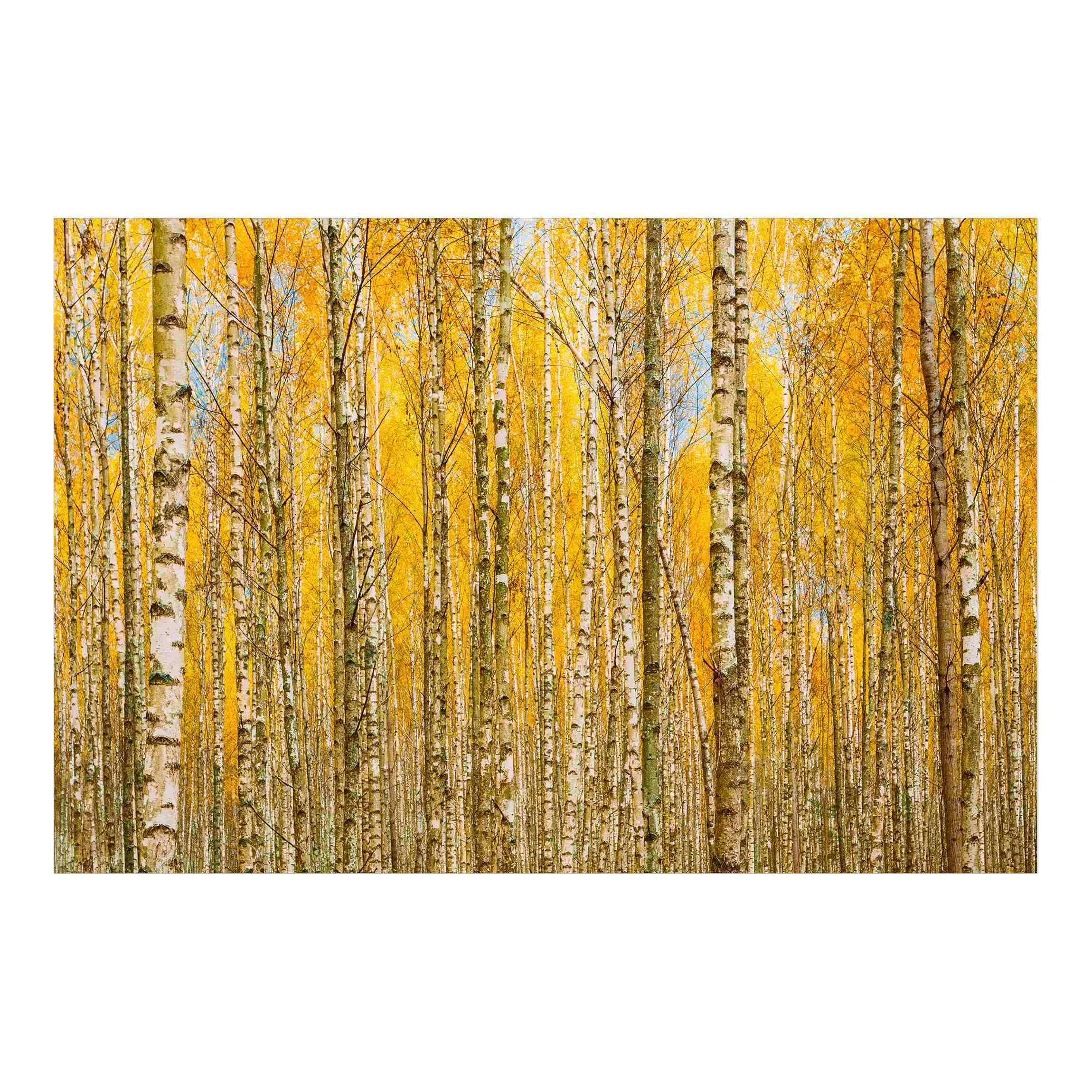 Tapisserie murale panoramique forêt de haute qualité | Papier peint salon 480x320cm
