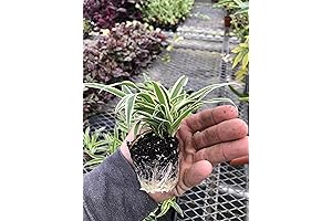 3-Pack Spider Plant - Live Plant for Office Decor