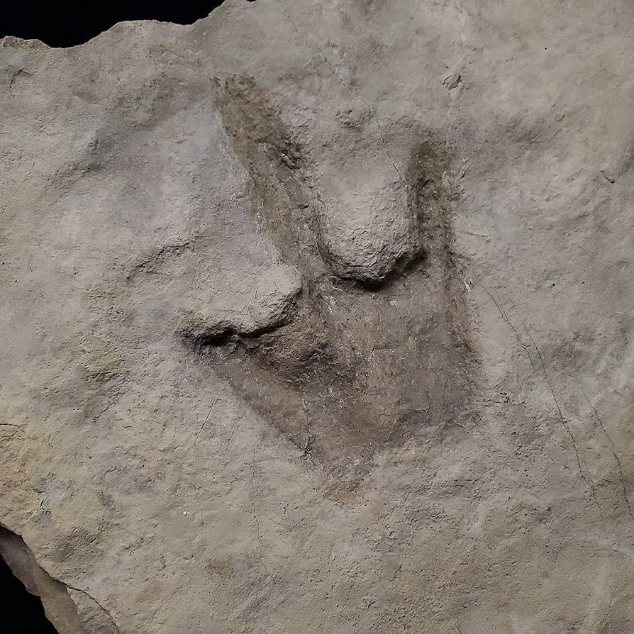 希少 グラレーター 恐竜 足跡 化石 本物 フランス産140.55mm grl9