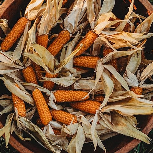 Tom Thumb Corn 25 semillas Variedad de reliquia y polinizada abierta, cultivadas en Estados Unidos, semillas vegetales sin OMG para plantar al