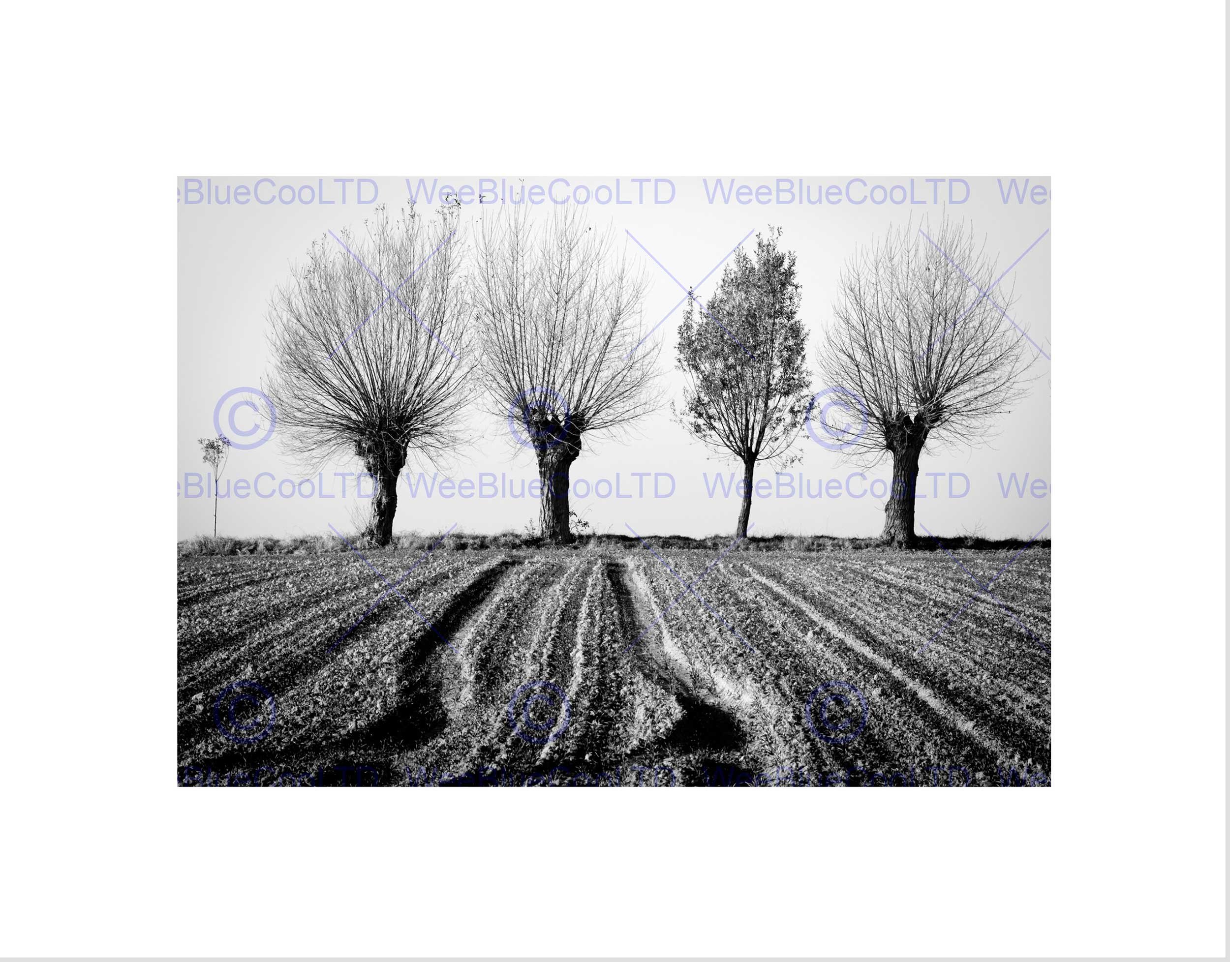 Wee Blue Coo Trees Horizon Black White Art Wall Art Print