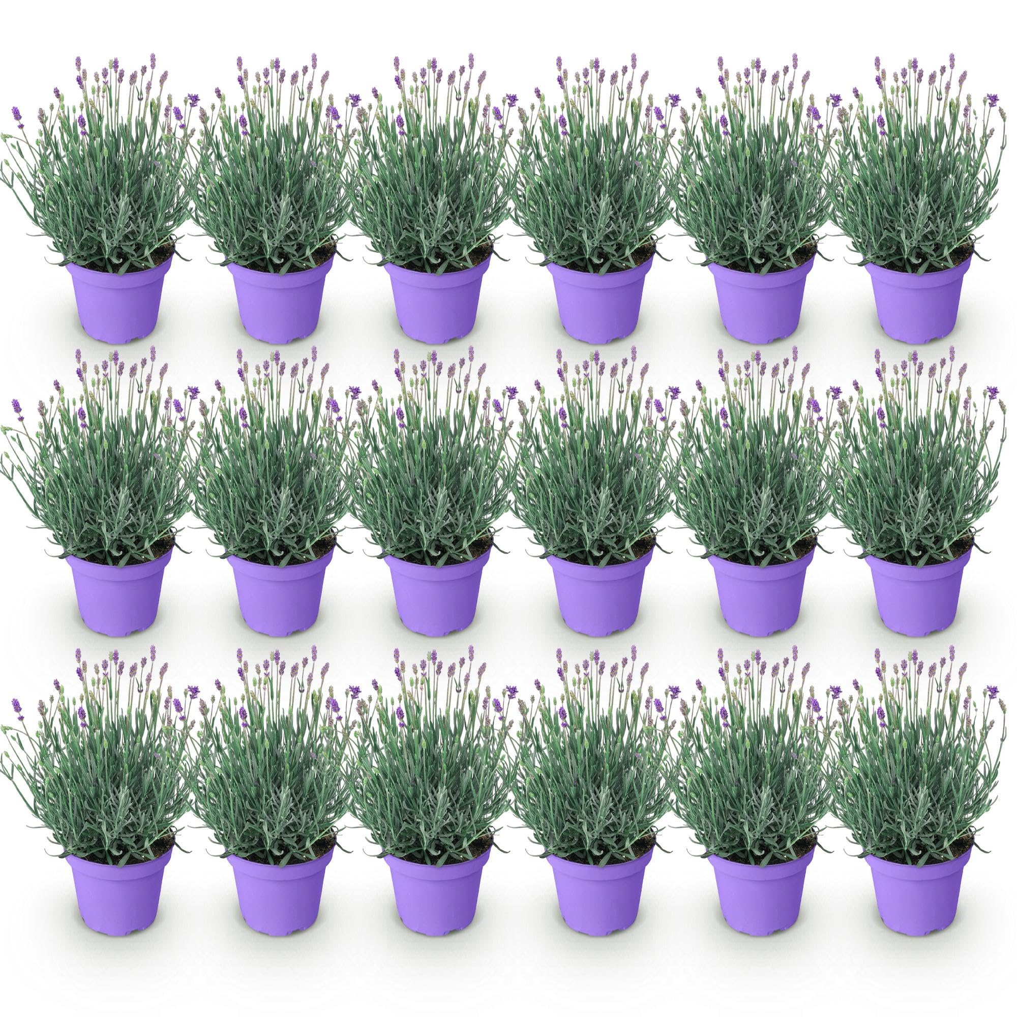 GreenboutiQ - Gartenpflanze - Lavandula angustifolia Munstead - Lavendel - Winterhart - Lila - 18 Pflanzen - Topf 12cm - Höhe 15-25cm