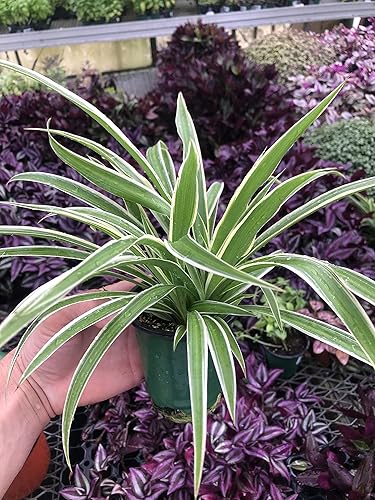 Planta araña abigarrada - Extragrande - Purificadora de aire, bajo mantenimiento, prospera en el hogar y la oficina - Perfecta para entusiastas de