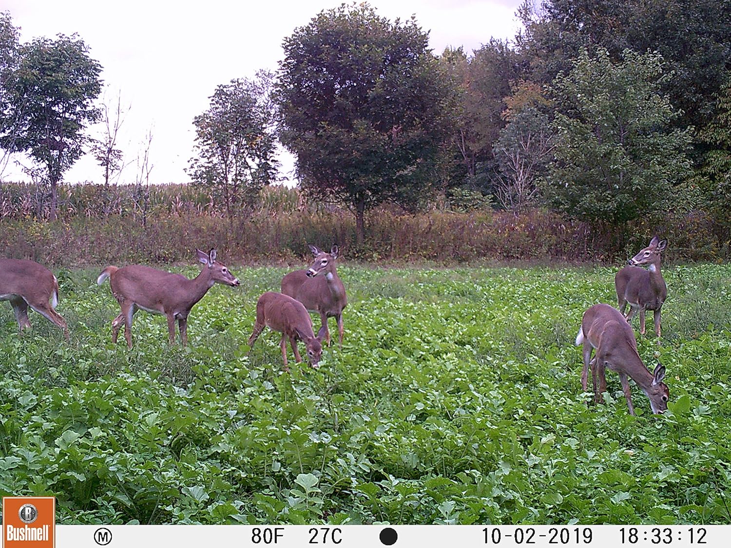 Radish and Annual Clover Rack Radish Food Plot Blend, 3.5 LB Bag, 1/4 Acre Coverage, Boonetown Seed Company, Daikon Radish, Crimson Clover, and Frosty Berseem Clover