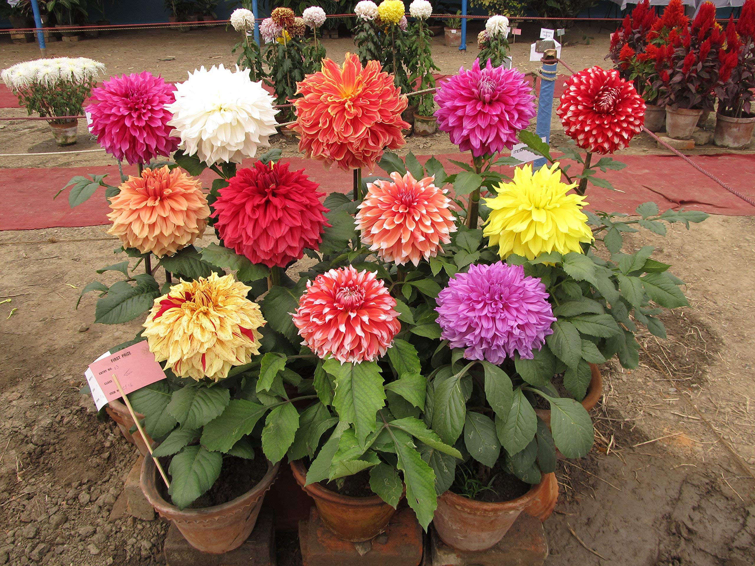 Golden Hills Farm® (AVG 100-500) seeds Flower Seeds : Giant Dahlia Flowered Deep Gardening Flower Seeds Flower Seeds (B093QHJZJT) Amazon Price History, Amazon Price Tracker