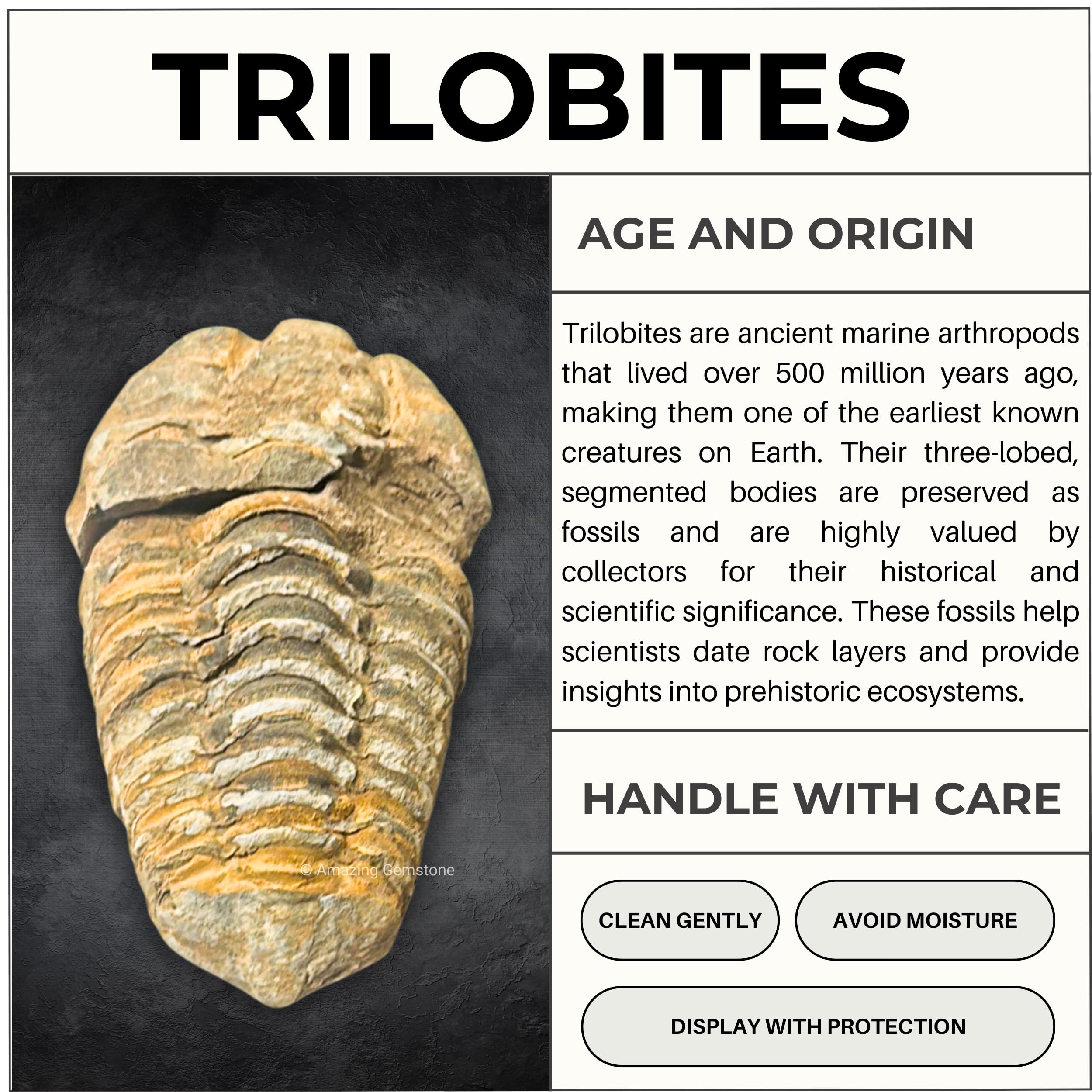 Trilobite Fossil - Trilobite fossili autentici da 3,8 cm dal Marocco, autentico esemplare di trilobite da collezionista di fossili – pezzo di trilobite antico di alta qualità da museo