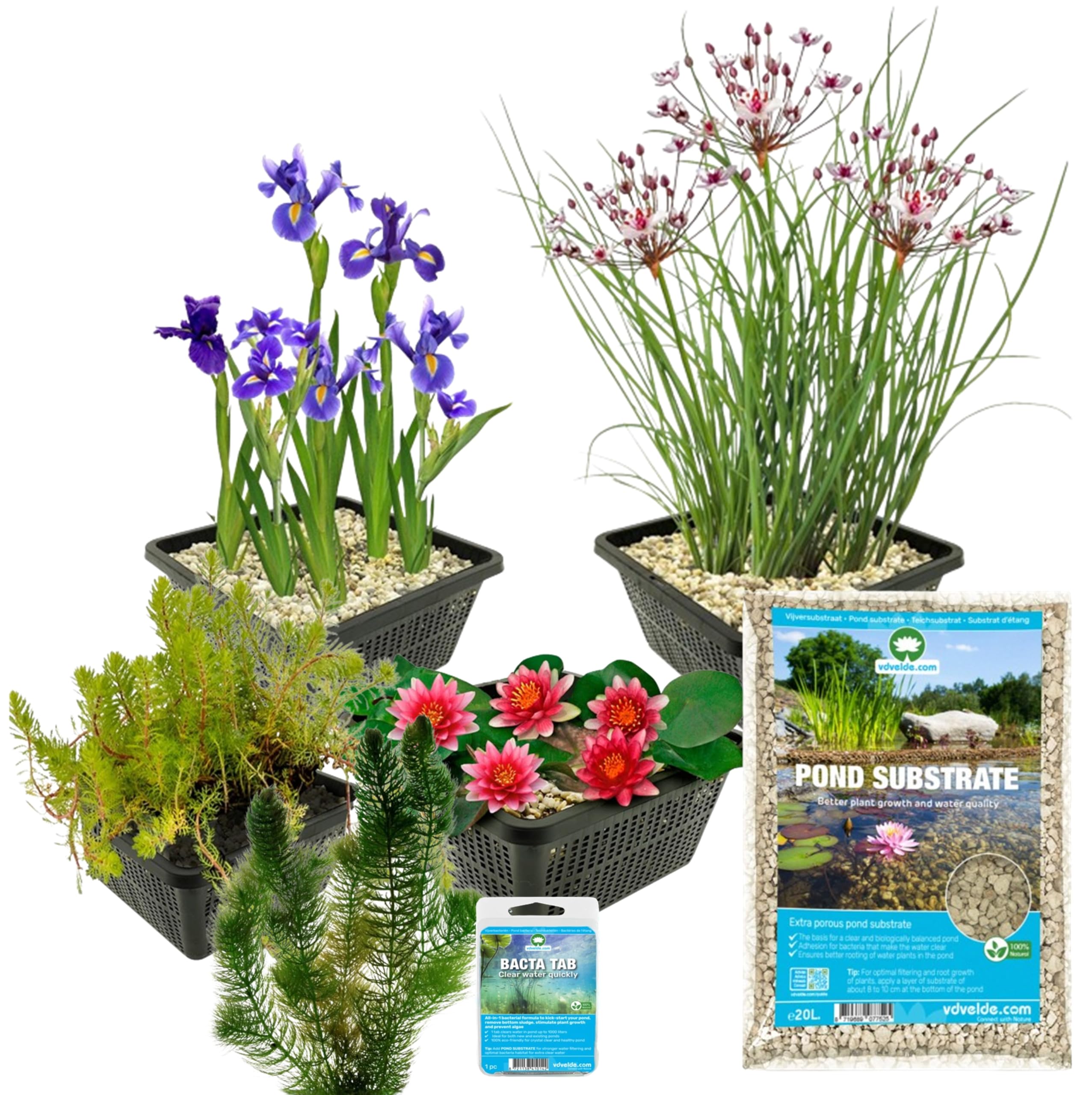 800 Stück Wasserlinsen Samen - Schwimmpflanzen Für Teich & Gartenteich, Winterhart