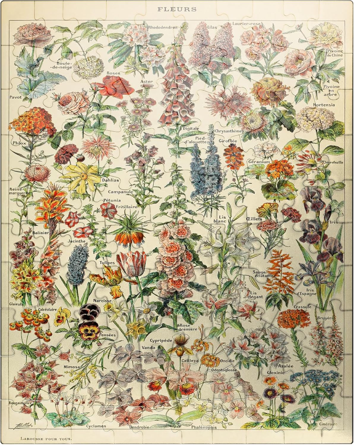 MyPuzzle Fleurs - Flowers for All, Vintage Art Poster, Adolphe Millot - Premium 100 Piece Jigsaw Puzzle for Adults