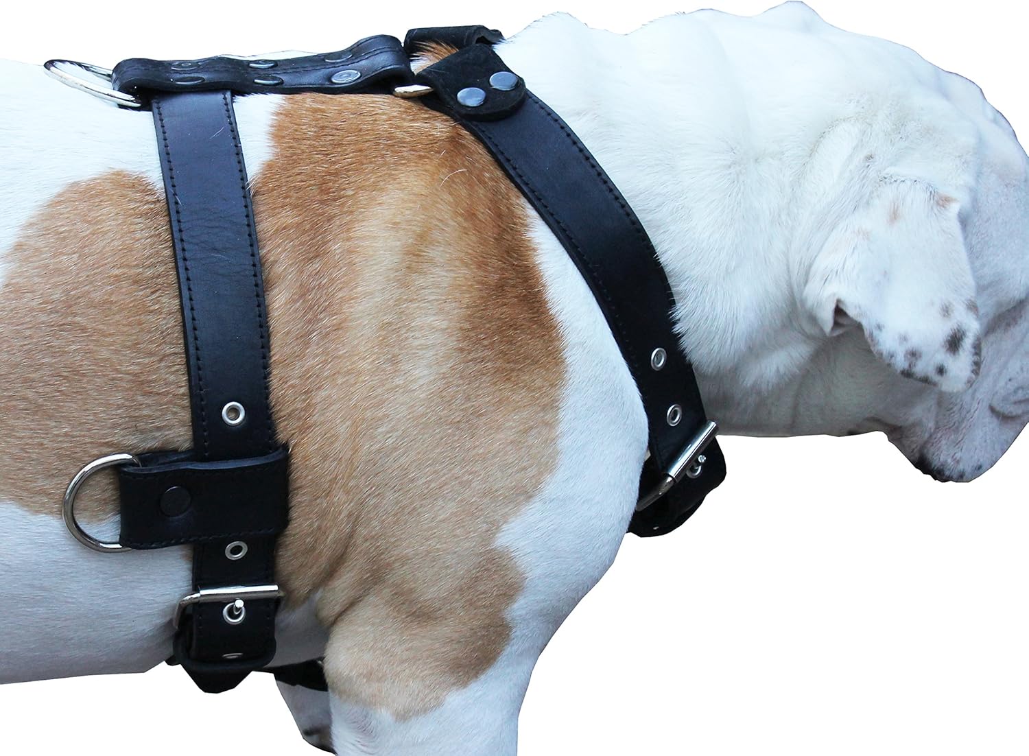 leather dog harness amazon