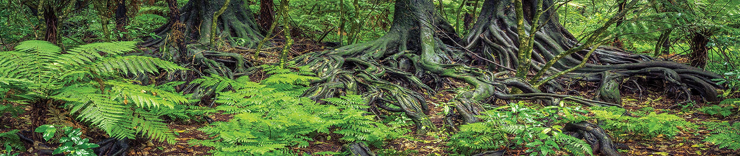 Reptile Habitat Background; Rain Forest Ferns & Roots, for Zoo Med 40 gal. 36Lx18Wx18H Terrarium, 3-Sided Wraparound