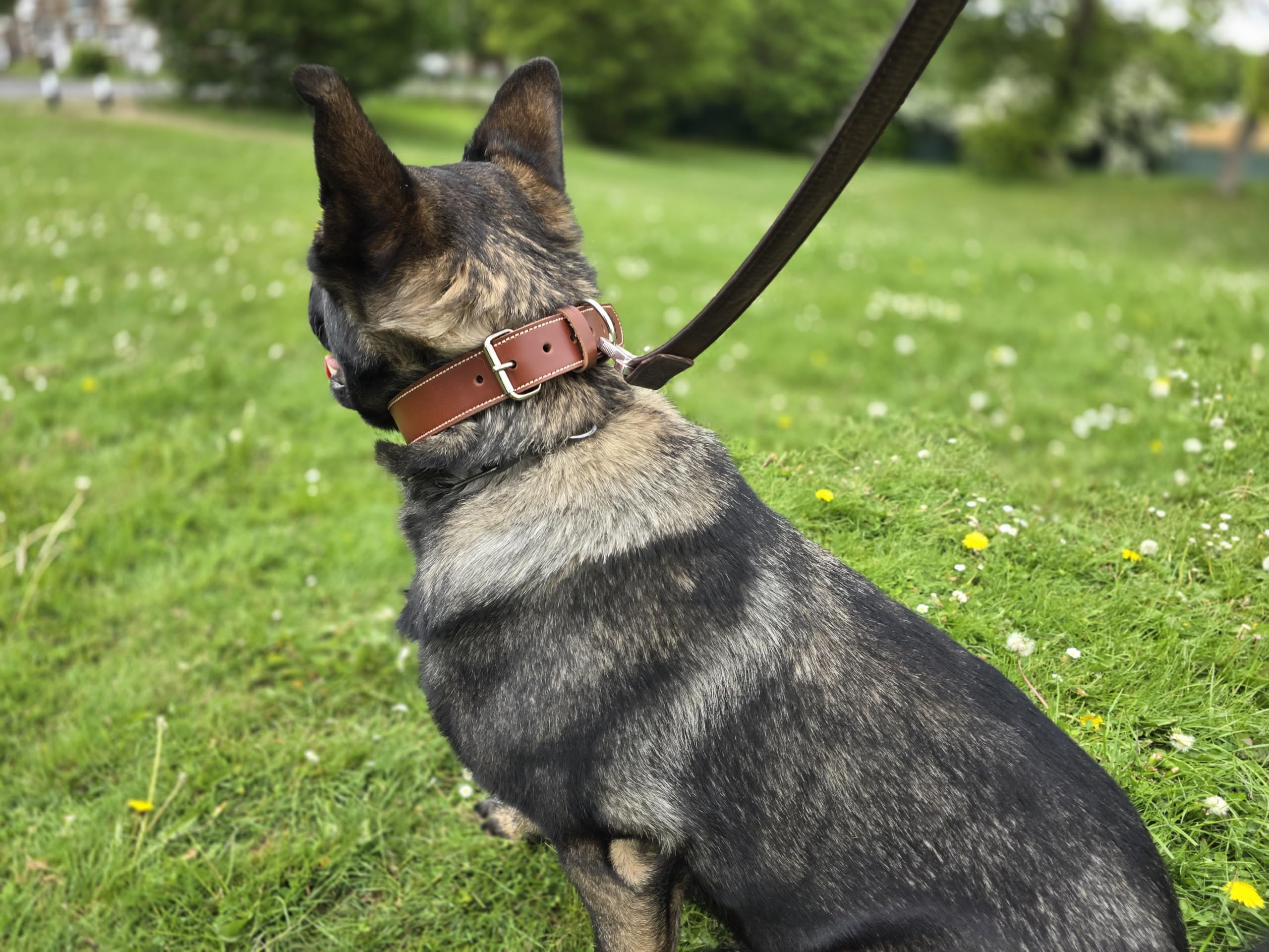 EQ K9 Leather Dog Collar - 100% Real Buffalo/Cow Leather - Handmade - Adjustable - Heavy Duty - Small Dogs (Tan, Small) - Image 4
