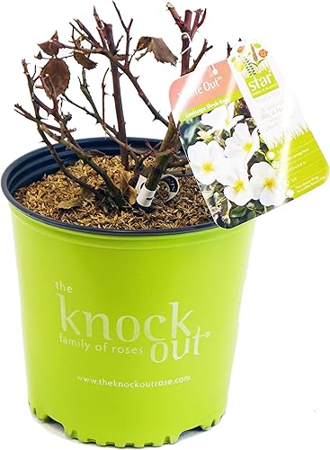 Vista 53 de Green Promise Farms Rosa Knock Out` (Reblooming) Rosa, contenedor de 3 tamaños, flor rosa