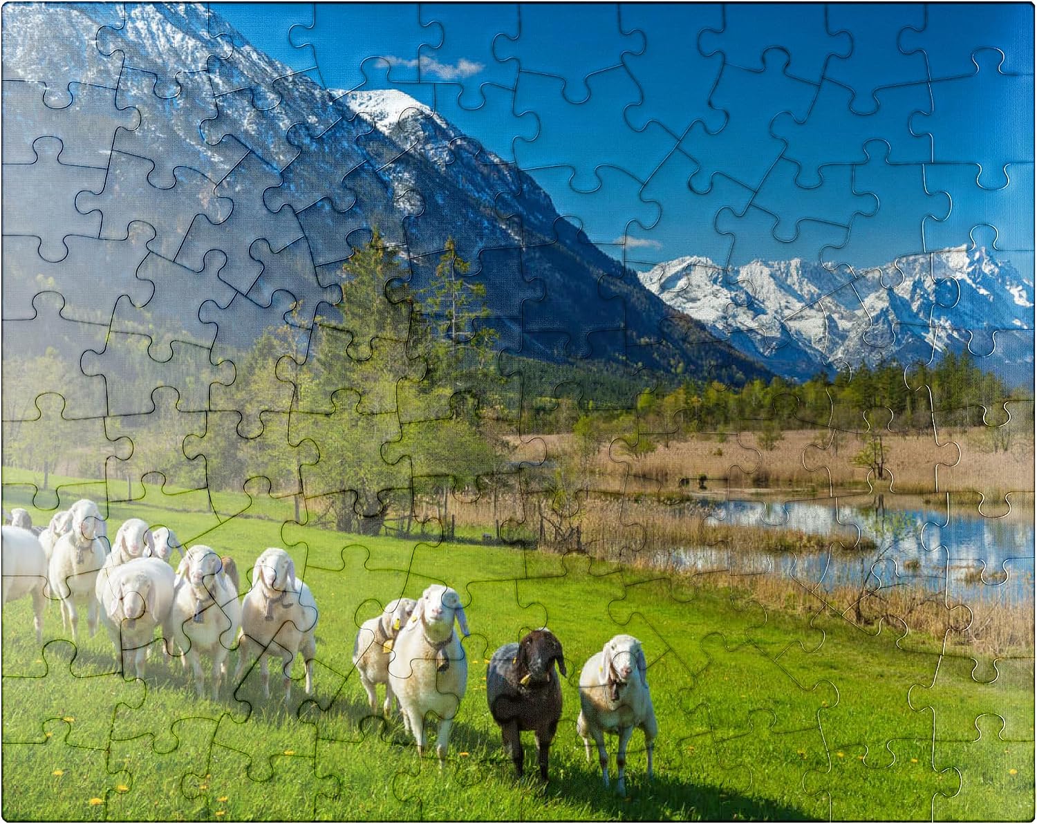 MyPuzzle Sheep At The Seven Springs Against Estergebirge and Zugspitzgruppe (2962m), Upper Bavaria - Premium 500 Piece Jigsaw Puzzle for Adults