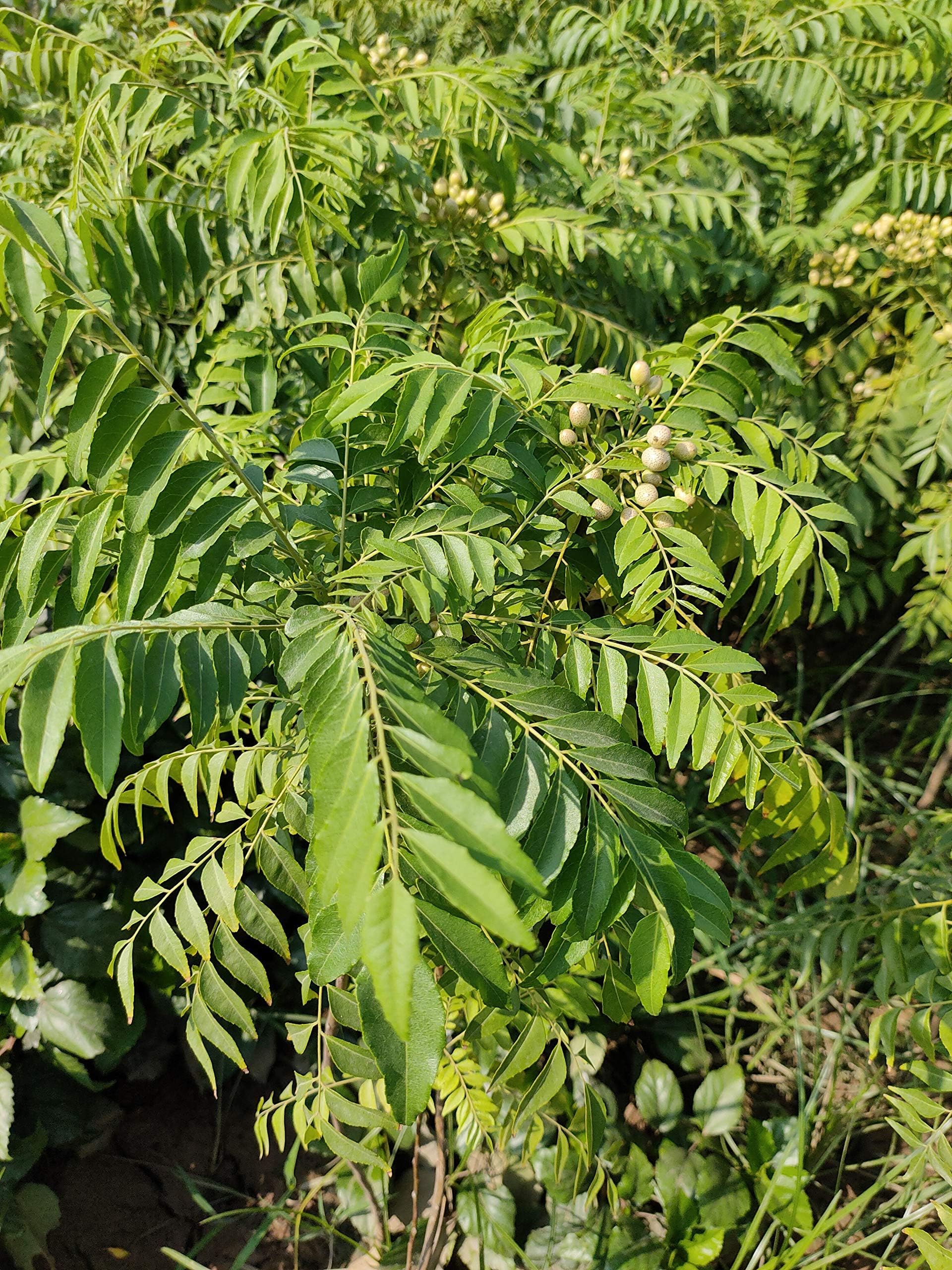 Bhajanlal Greenery Curry Leaf Tree(Kadi Patta) Sweet Neem Live Plant with pot with 4 Inches Nursery Pot