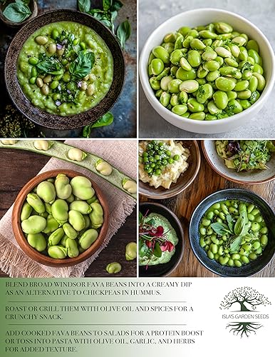 Miniatura 6 de "Broad Windsor" Fava Bean Seeds for Planting, 25 Heirloom Seeds Per Packet, (Isla's Garden Seeds), Non GMO Seeds, 95% Germination & Purity,