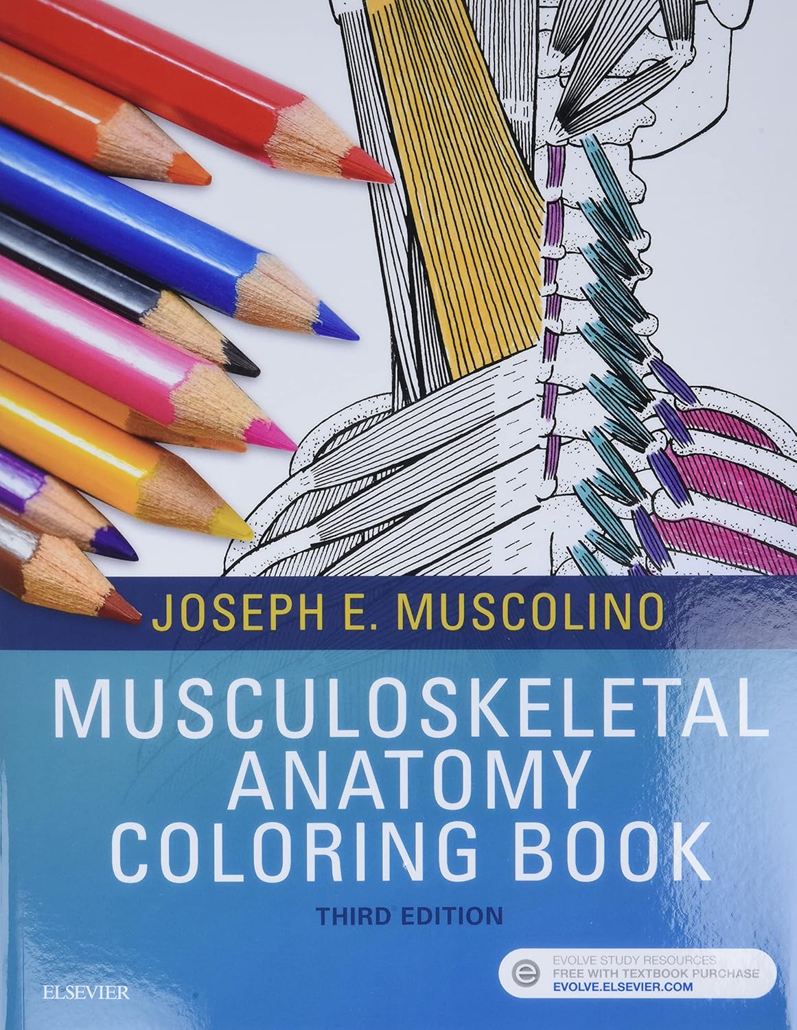 Musculoskeletal Anatomy Coloring Book: Amazon.co.uk: Muscolino DC ...