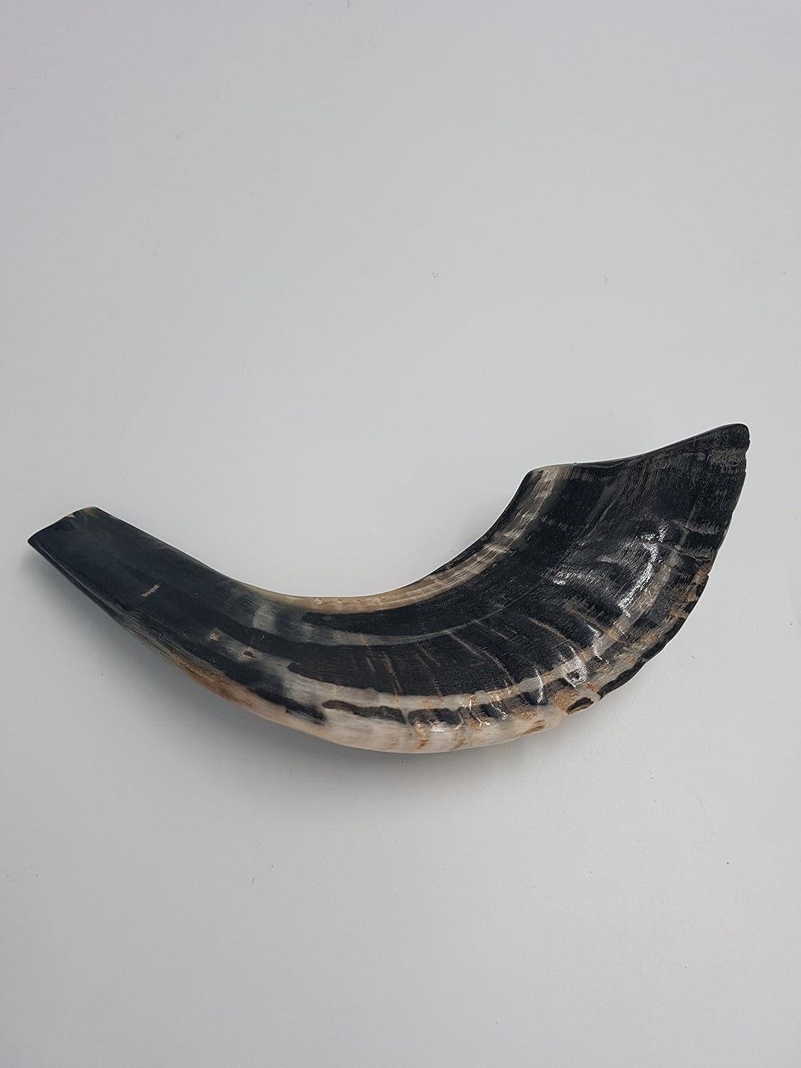 SALE Kosher Black Rams Ram Horn Natural Shofar From Israel
