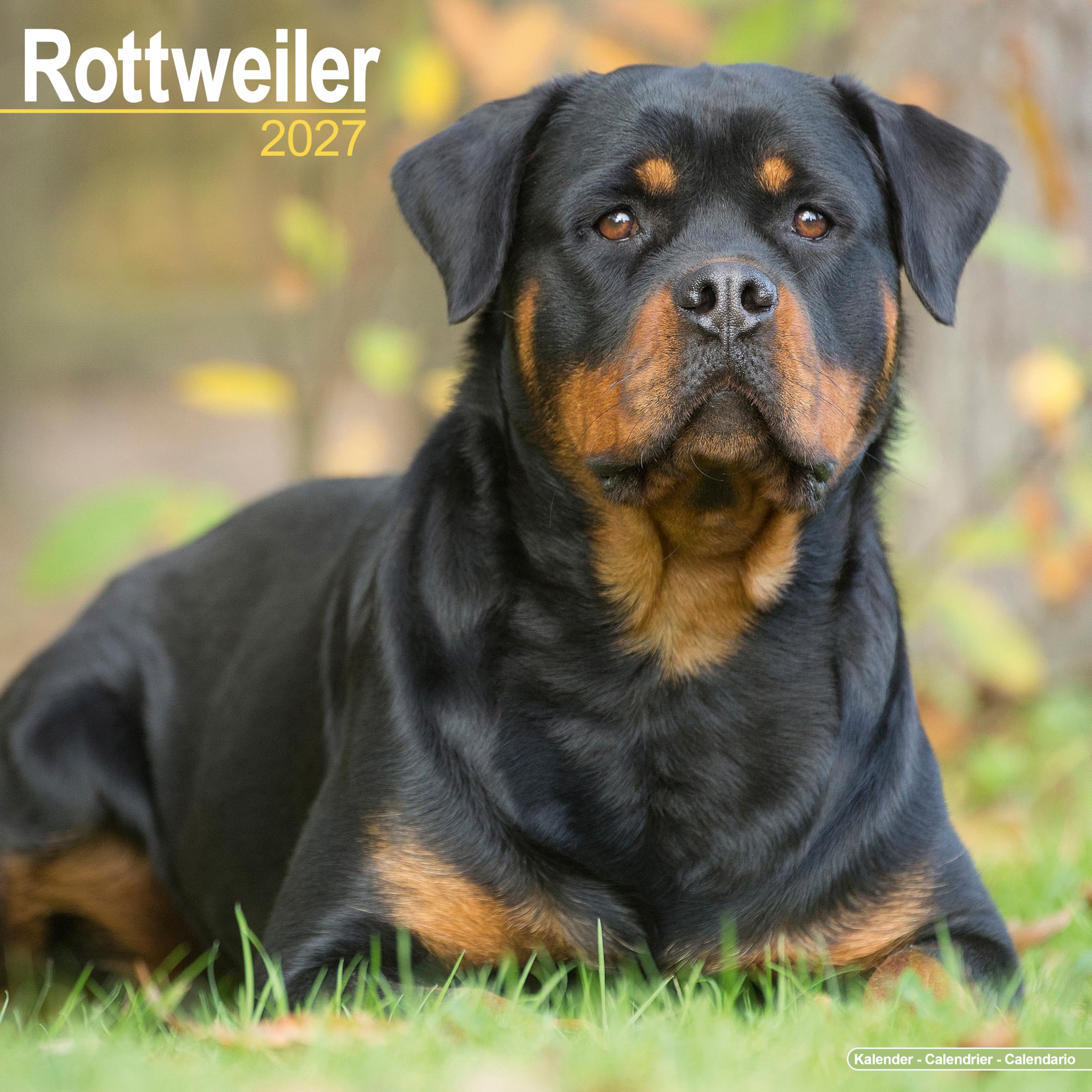 Rottweiler 2027 Calendar | Square Wall Calendar | Dog Breed Gift | Plastic Free Packaging | by Avonside Publishing
