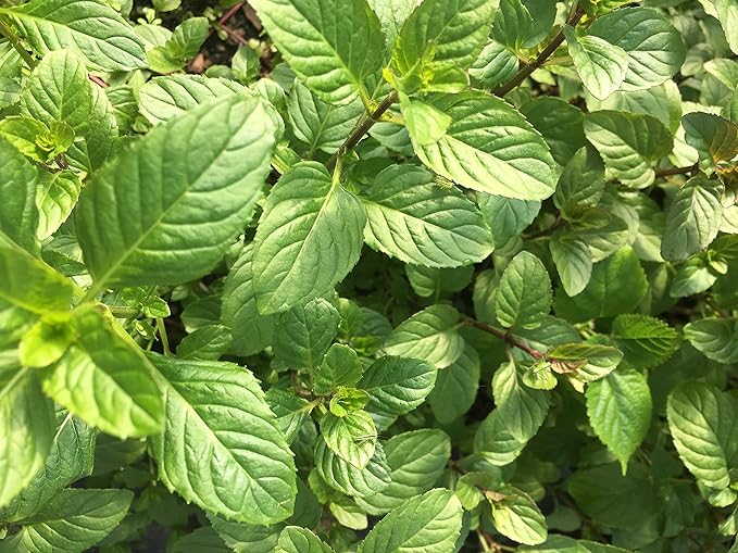 Orange Mint Plants, 3 Plants in, 3 Seperate 4 inch Pots