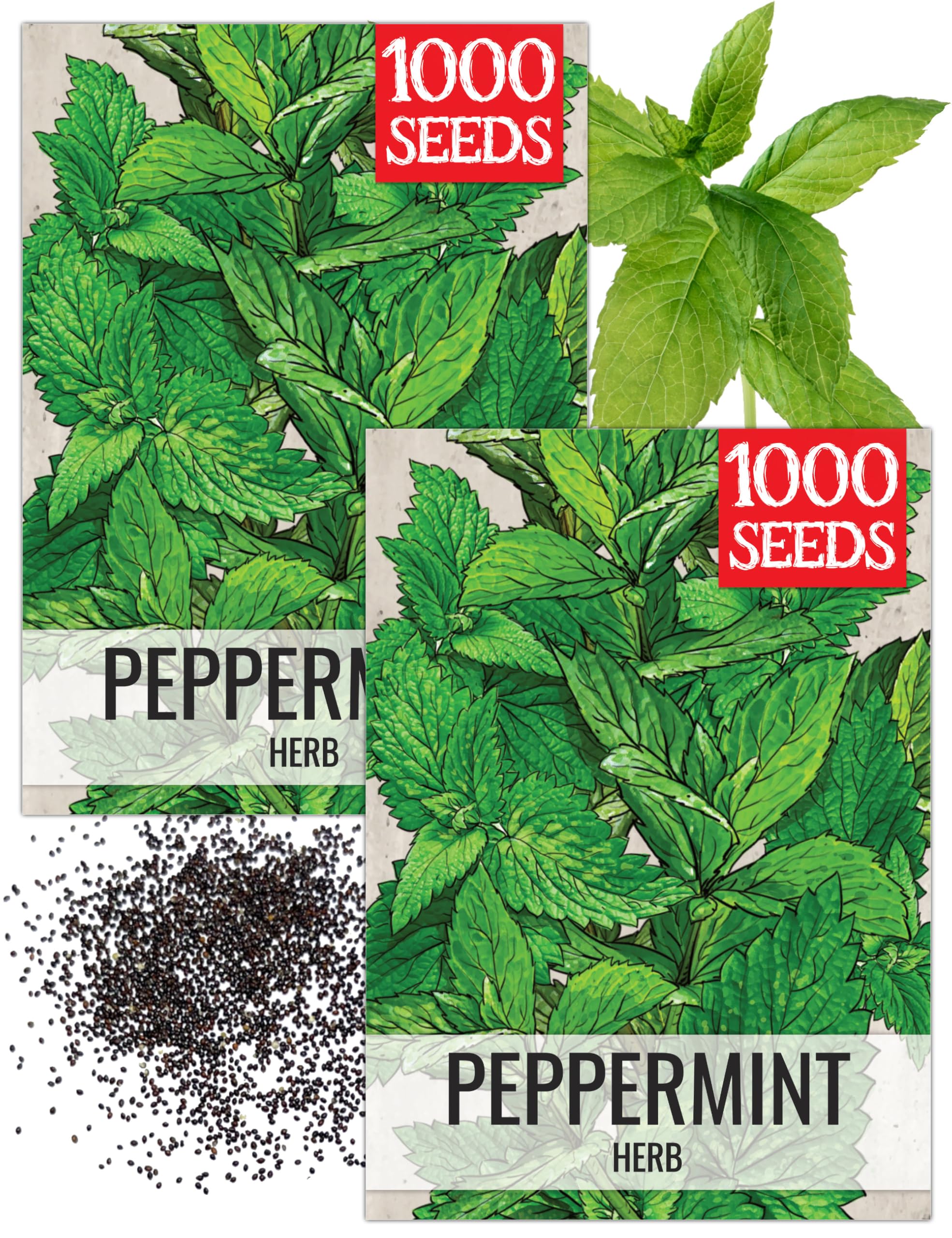 Amazon.com: Seed Needs Peppermint Seeds for Planting - Non-GMO Heirloom &  Untreated - Medicinal/Culinary Herb to Plant a Home Grown Indoor or Outdoor  Garden (2 Packs) : Everything Else