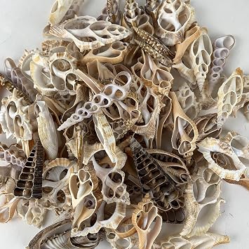 Heyiwell 20PC Mixed Center Cut Shells 2"3" Inch