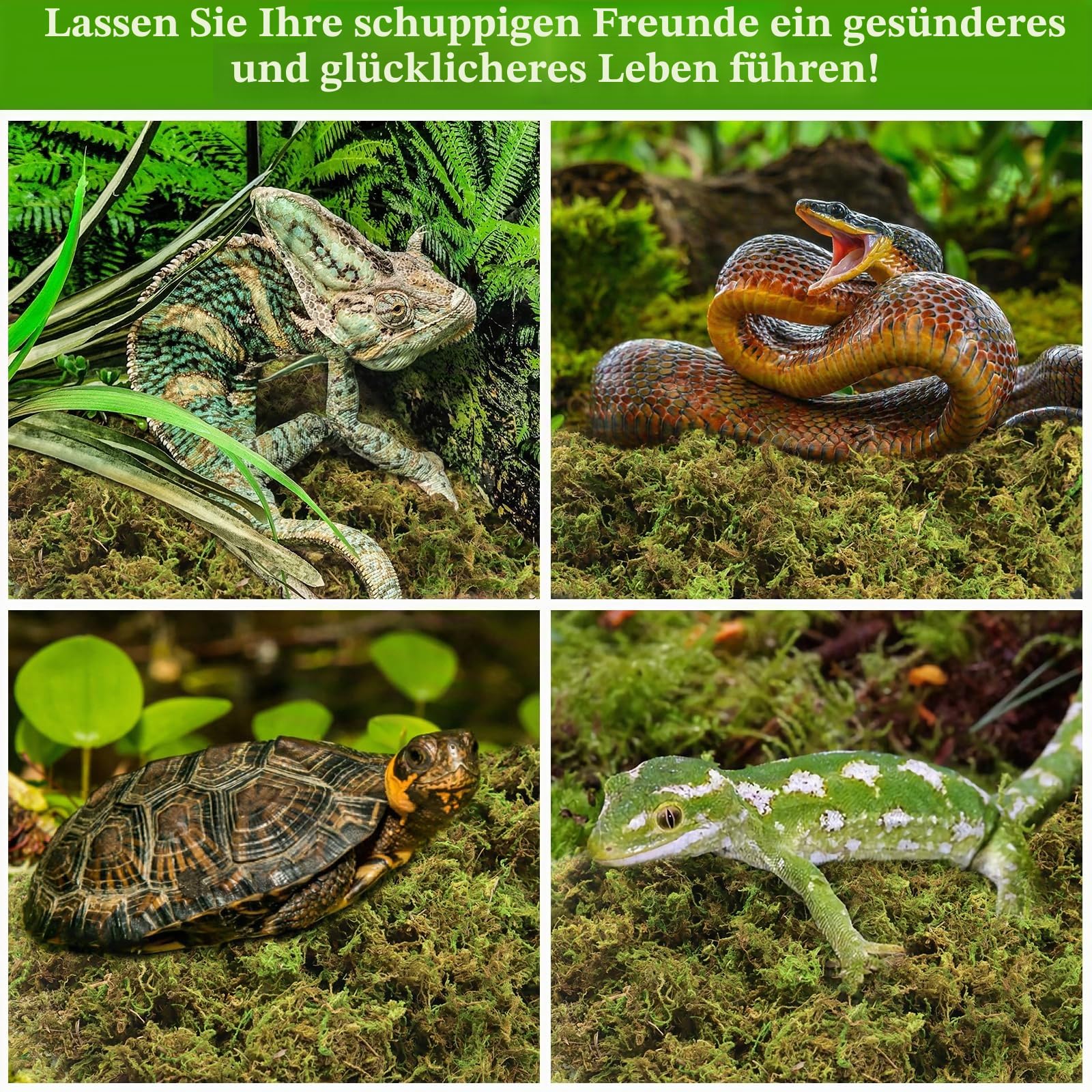 Legigo 1,2 kg Sphagnum Moos für Reptilien, Natürliches Reptilienmoos, Terrarium, Moossubstrat, Schlangenbecken, Torfmoos, Reptilienbeete für Schlangen, Gecko, Kugelpython, Frosch und Orchideen