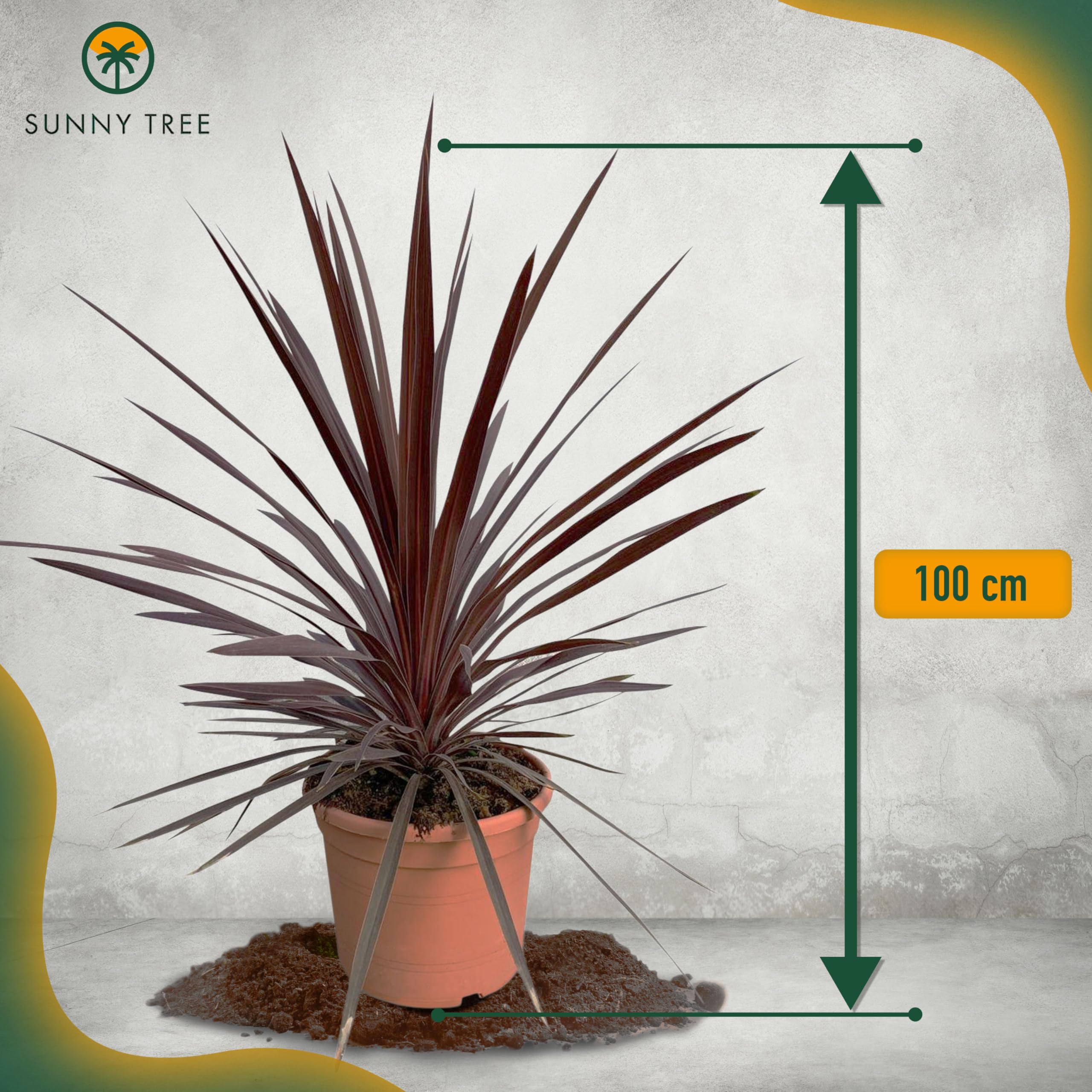 Cordyline australis Red Star Lys géant 100 cm pot 10 l plante de jardin rustique intérieur extérieur