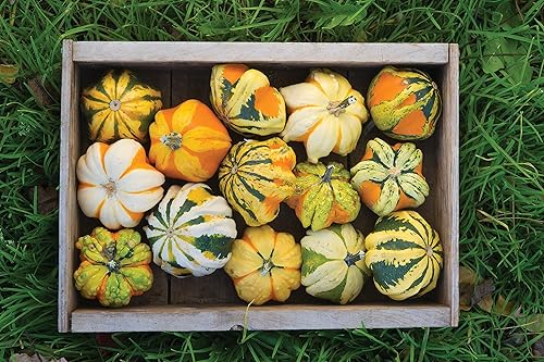 Miniatura 3 de Burpee Semillas de calabaza de margarita 30 semillas