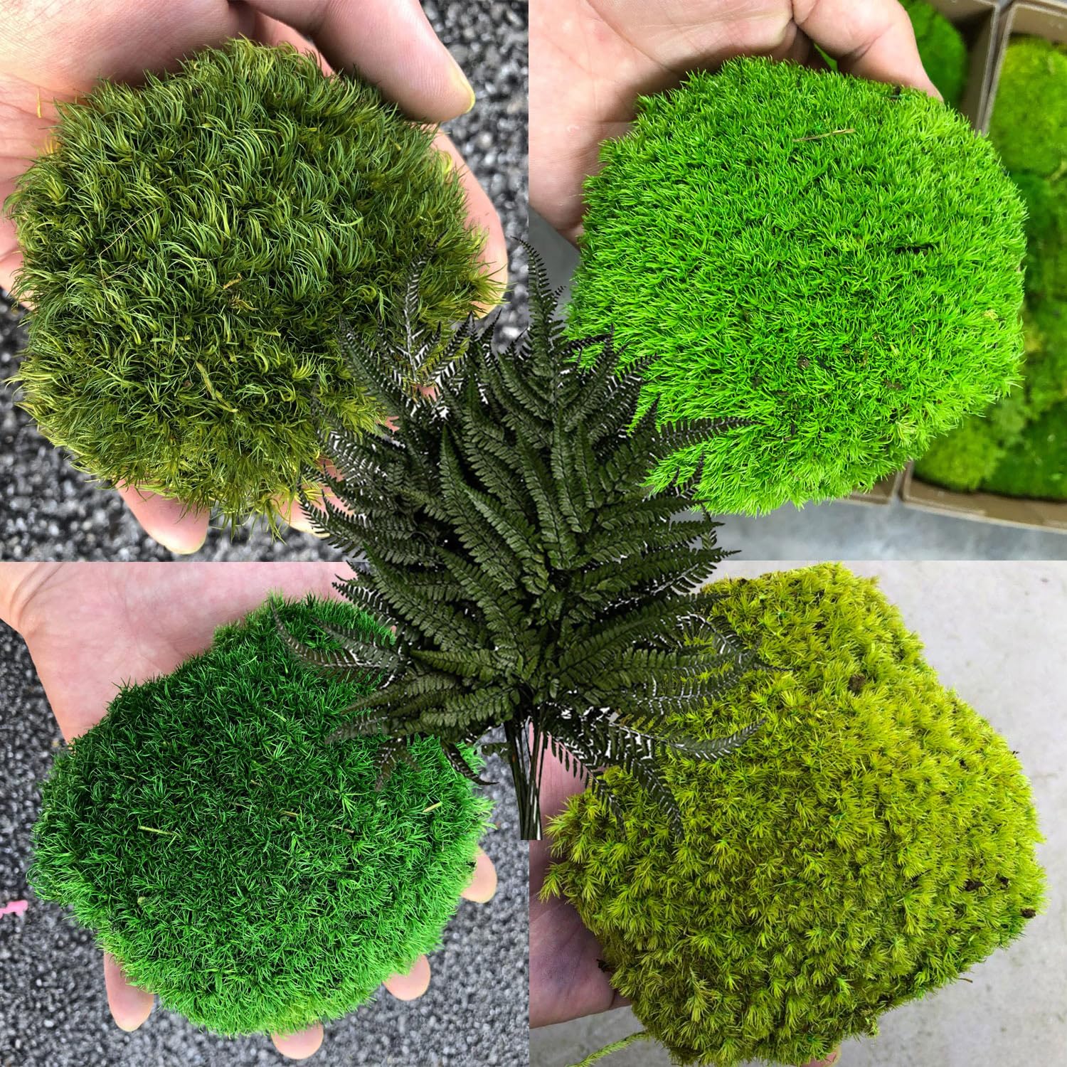 Amazon.com: prefleur Only Moss No Bowl 4 Color Mix Pack Preserved 