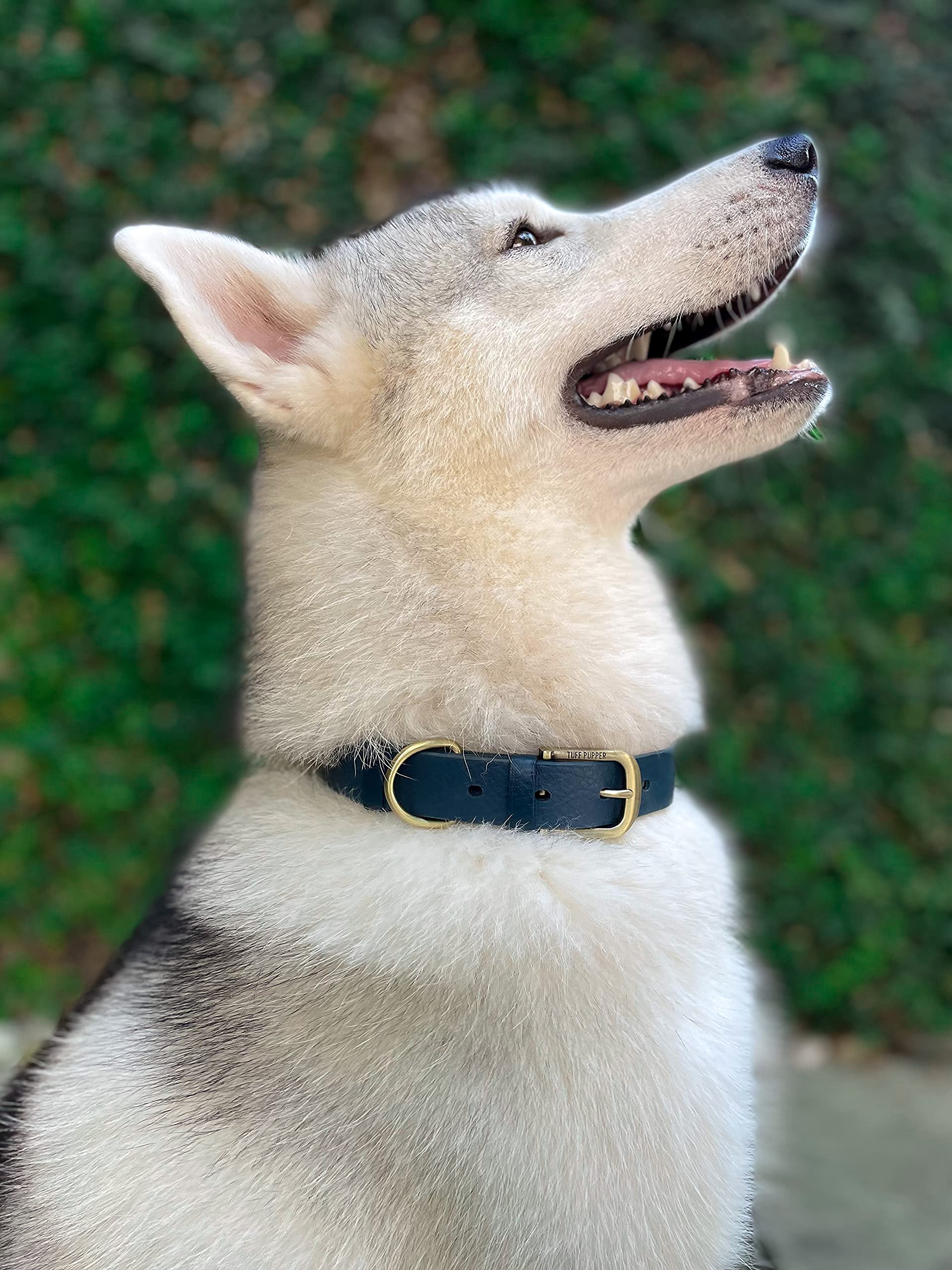 Tuff Pupper Collar clásico para Perro Resistente | 10 Veces más Resistente Que el Cuero | Collar para Perro 100% Impermeable y a Prueba de olores | Hardware Totalmente metálico Resistente oxidación
