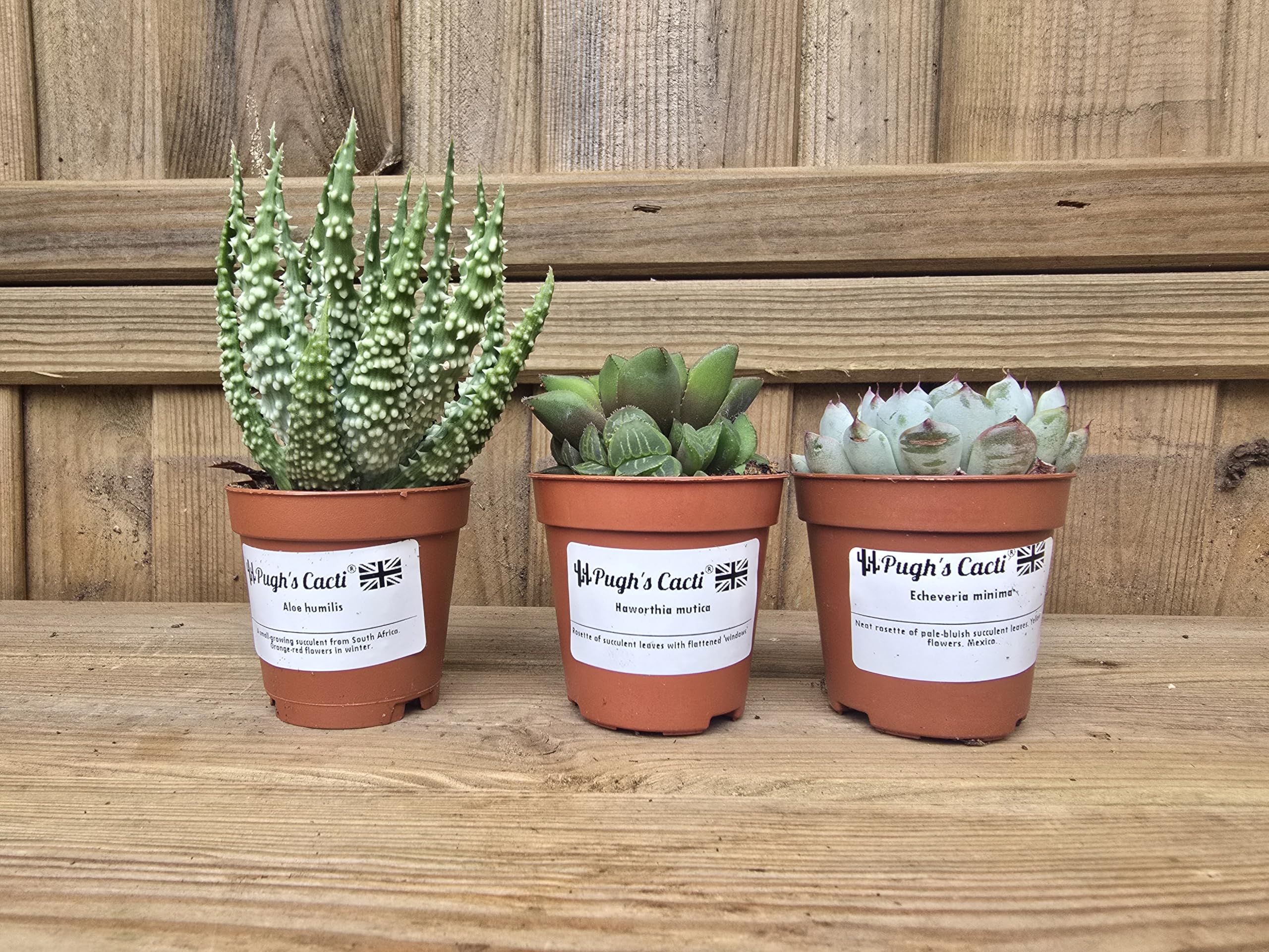 Pugh's Cacti Live Succulent Plants Mix, 5.5cm Pots, Set of 3, Assorted Varieties (Rosette)
