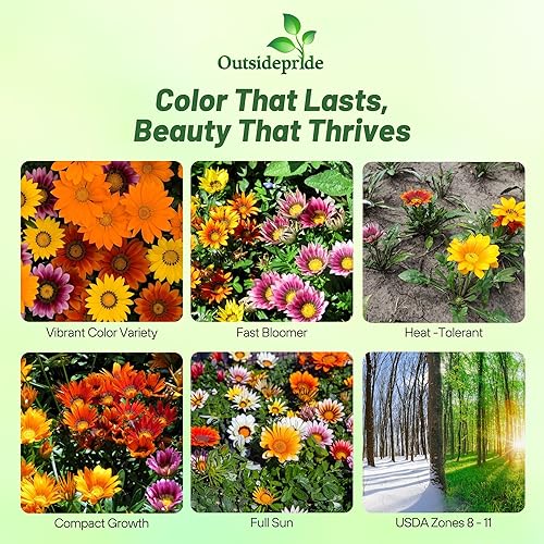 Miniatura 2 de Outsidepride Gazania New Day - Plantas de jardín tolerantes al calor y la sequía y al suelo - 50 semillas