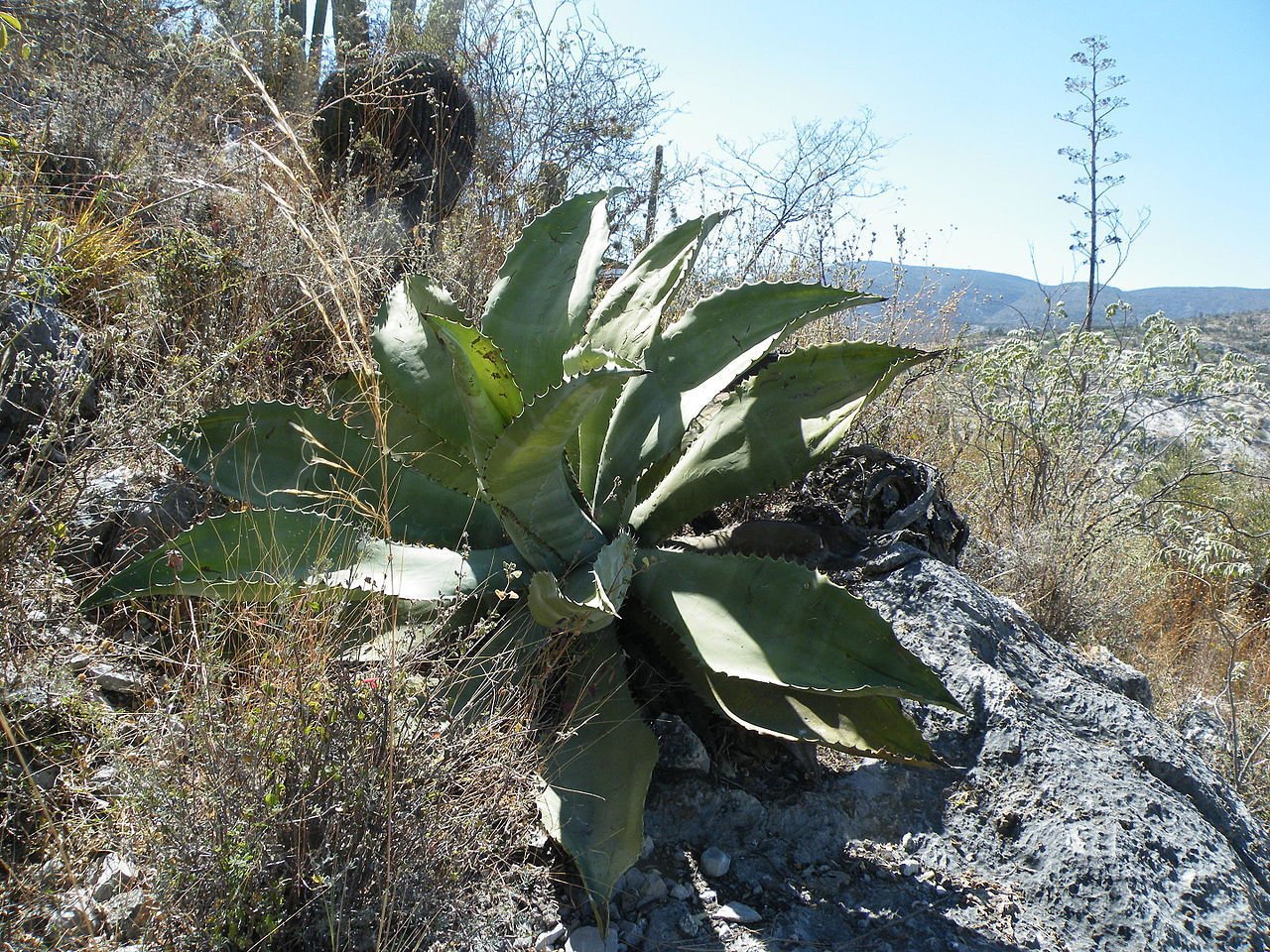 Amazon｜【種子】Agave Marmorata◇アガベ・マルモラータ◎成長が早く