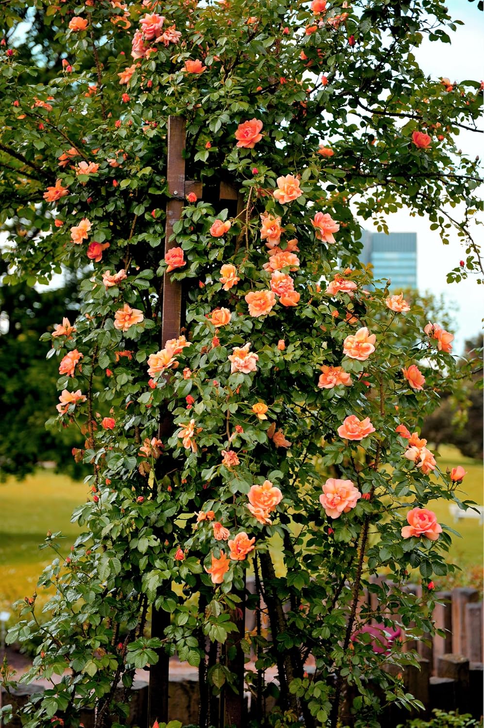 Flores