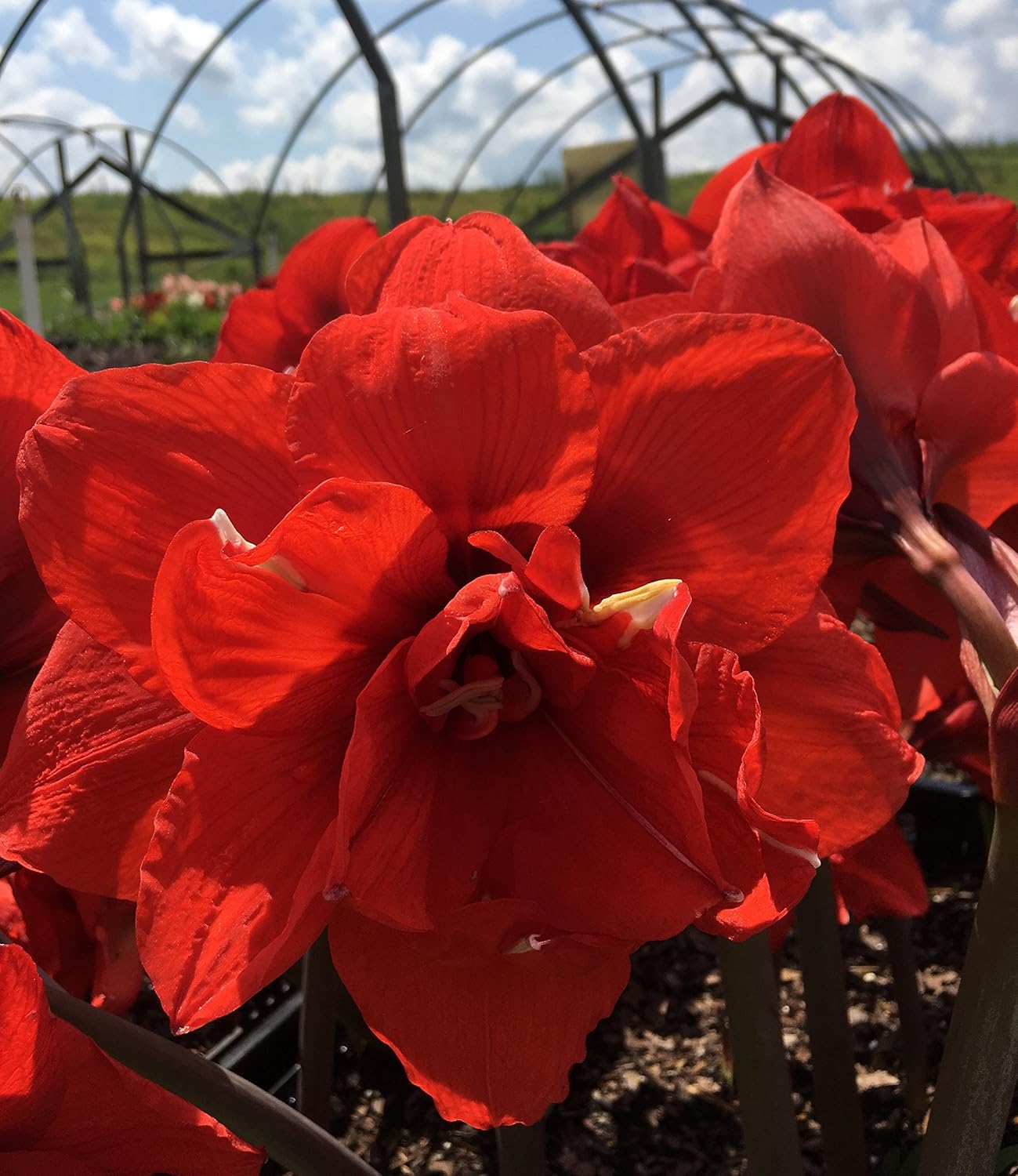 Red Peacock Amaryllis Bulb, Great for Winter Forcing! Unique Gift for the Gardening Lover in Your Life!