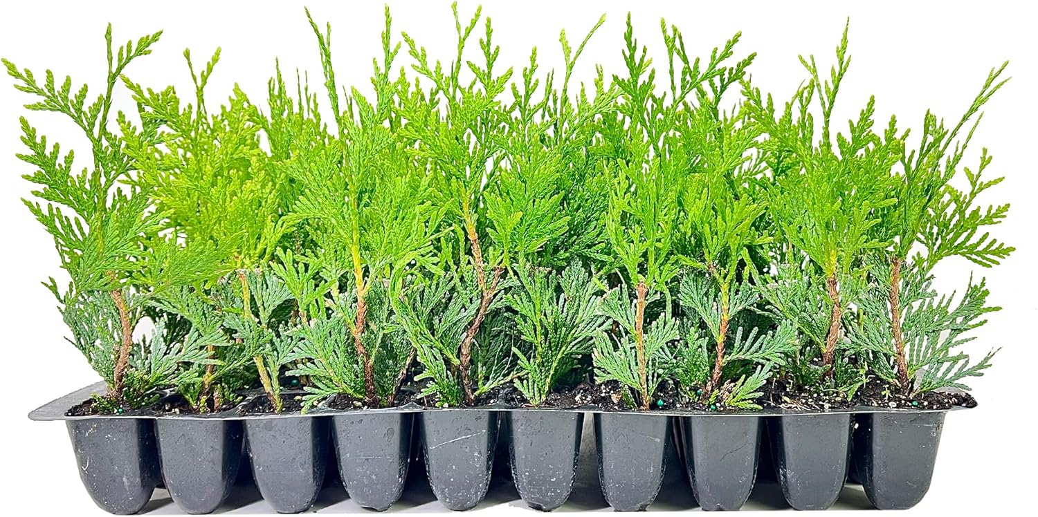 Thuja Arborvitae Green Giant Qty 30 Live Trees Evergreen Privacy