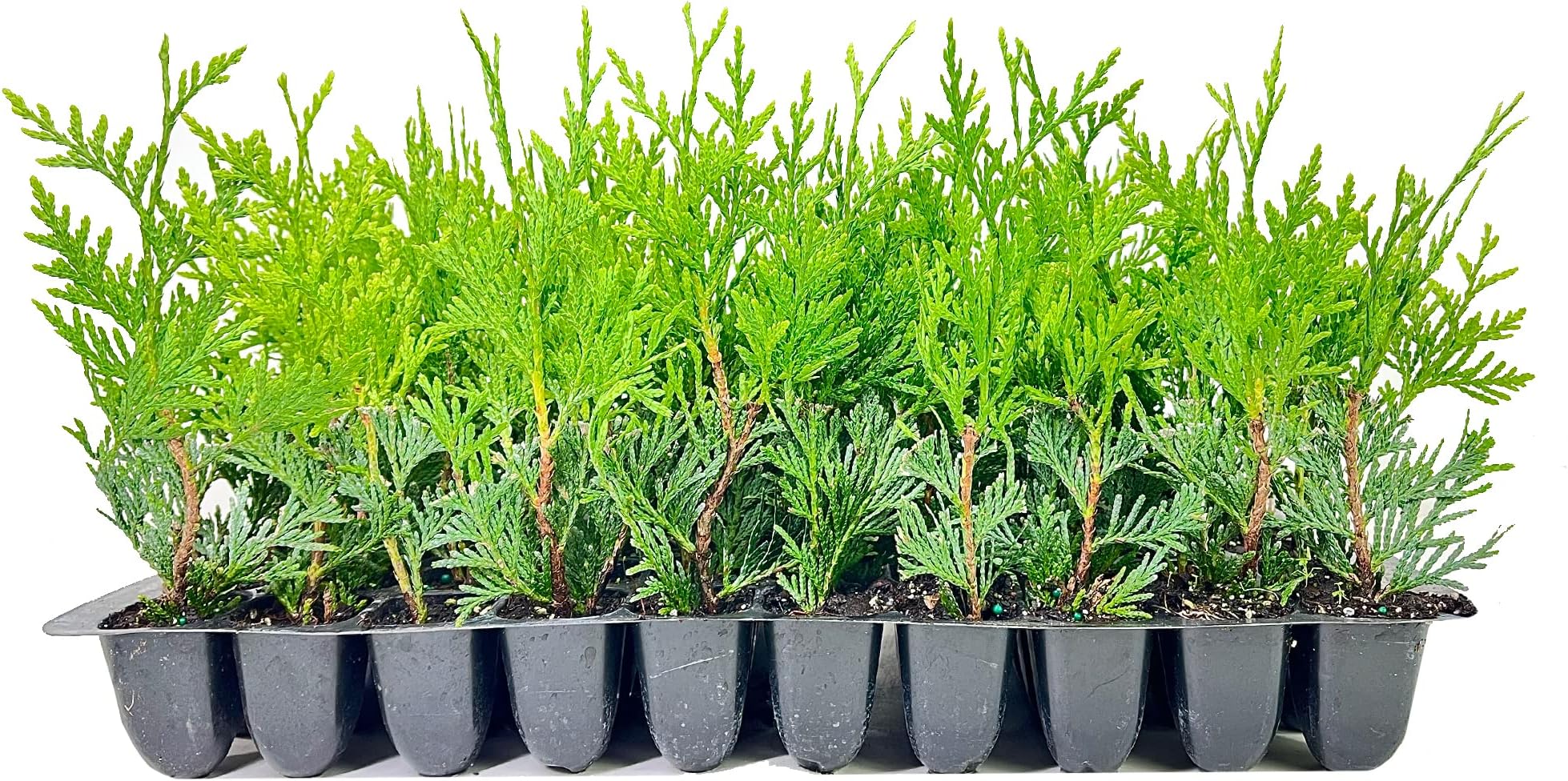 Green Giant Arborvitae | 10 Pack | Thuja Plicata | Evergreen Plant Privacy Screening Trees