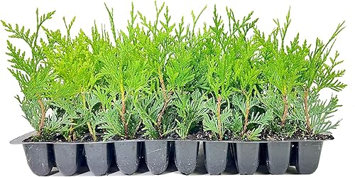 Thuja Arborvitae Green Giant Qty 30 árboles vivos de hoja perenne Privacidad