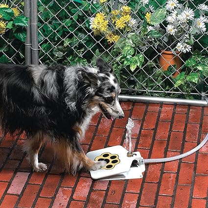 dog fountain