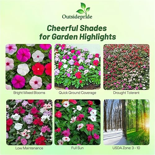 Miniatura 2 de Outsidepride Vinca Periwinkle Cora - Mezcla de plantas de cobertura del suelo para untar, remolcar, florecientes, 25 semillas