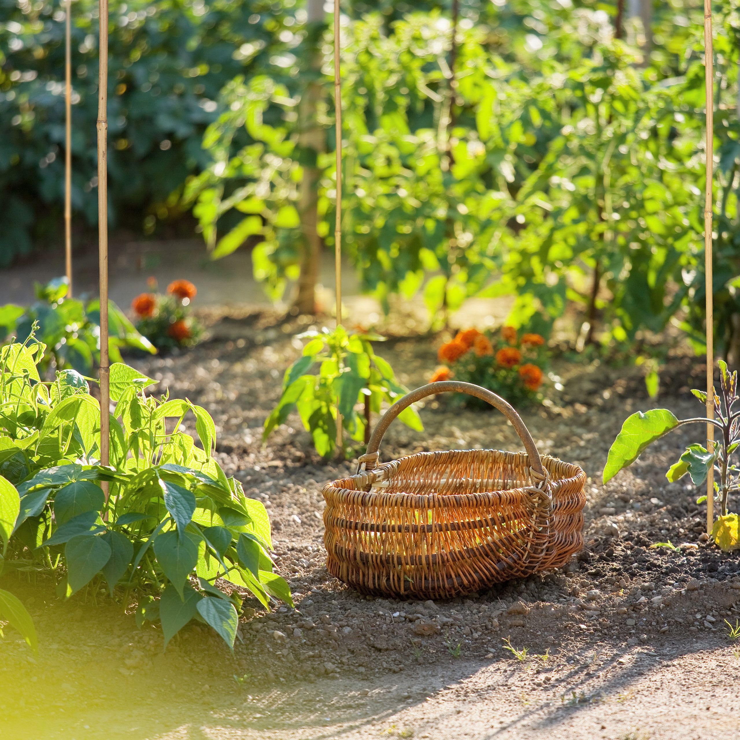 Control Garden Pack 30 Unidades Tutor de Bambú Ecológico de 120 cm | Estaca Natural Caña Sujetar Plantas ø 8-10 | Varillas Árboles, Hortalizas, Enredaderas y Cultivos