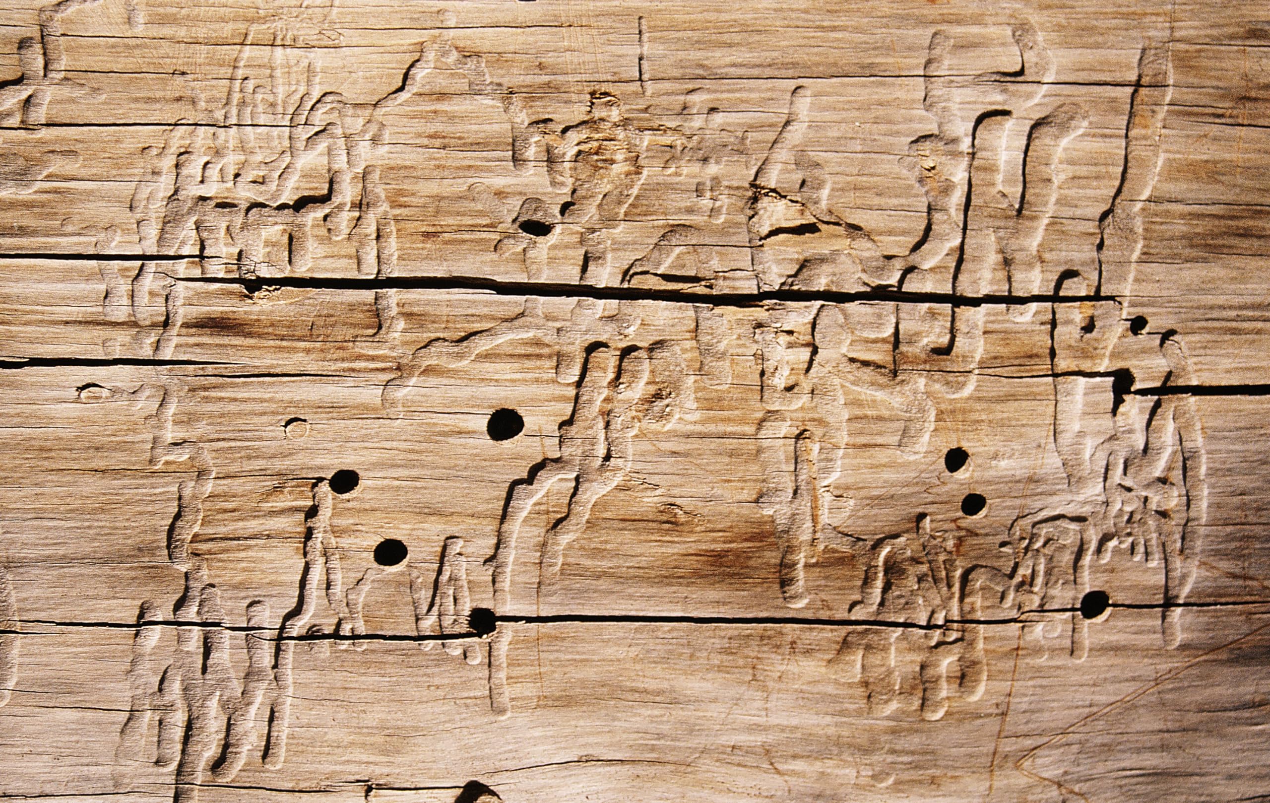 Biologischer Holzschutz HAresil Basic 20l Holzschutzlasur zum Vorbeugen und Bekämpfen von Pilze, Holzwurm, Holzschädlinge, Holzschutz für Innen und Außen